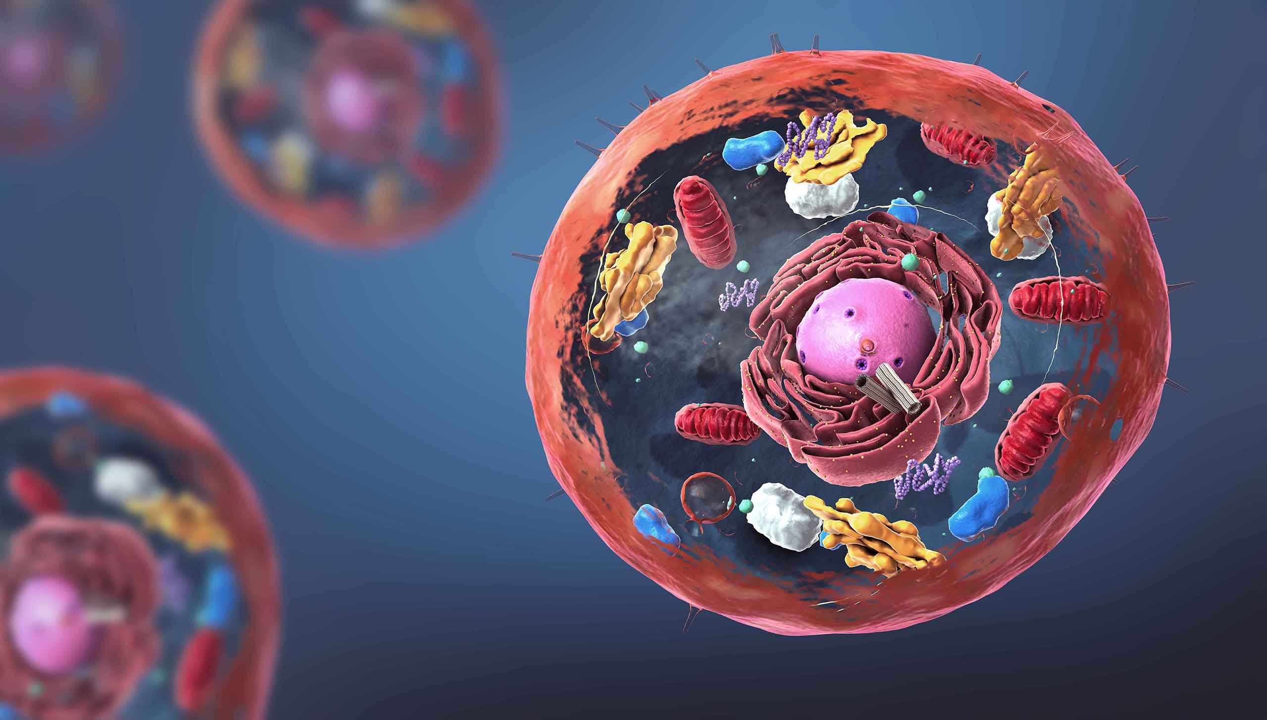 Facts About The Cell Nucleus Learn Biology Cell Biolo - vrogue.co