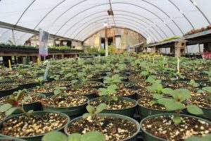 SWIC Plant Sale 2024 Green house Potted Plants