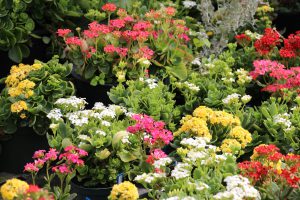 SWIC Plant Sale 2024 Flowers